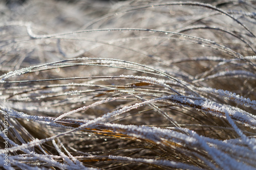 Frozen grass