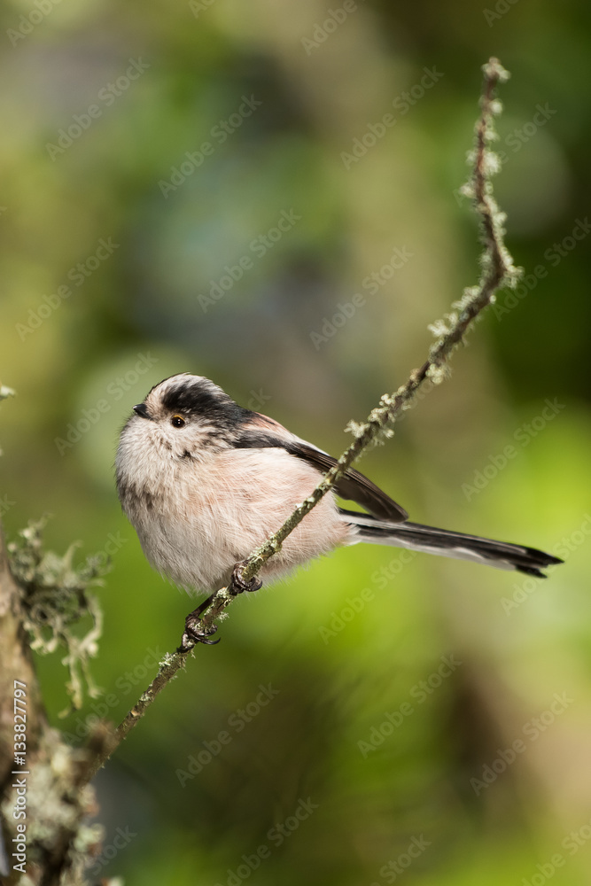 Long-tailed Tit, Tit, Aegithalos caudatus Long-tailed Tit, Tit, Aegithalos caudatus