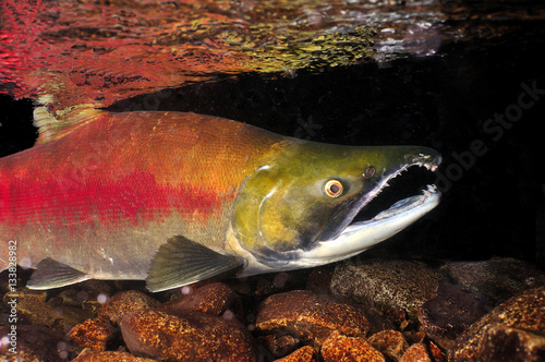 Sockeye Salmon