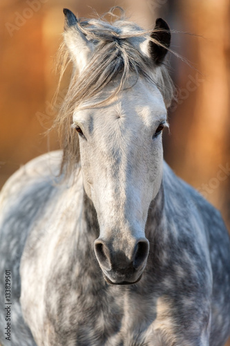 Fototapeta Naklejka Na Ścianę i Meble -  Grey horse close up portrait in motion with long mane