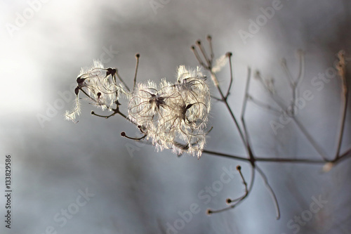 Wilde Clematis im Gegenlicht