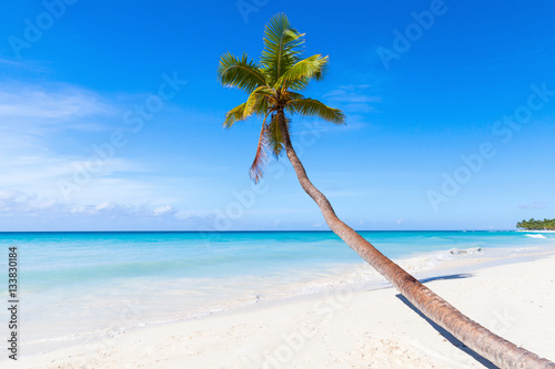 Coconut palm grows on Saona beach © evannovostro