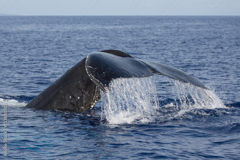 Fototapeta premium Buckelwal, Megaptera novaeangliae, humpback whale, Schwanzflosse, Springender Buckelwal, Hawaii, Maui, USA