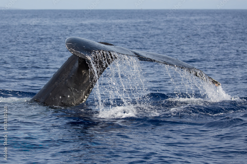Fototapeta premium Buckelwal, Megaptera novaeangliae, humpback whale, Schwanzflosse, Springender Buckelwal, Hawaii, Maui, USA