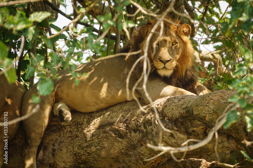 Male Lion with mane looking to the camera over tree photo