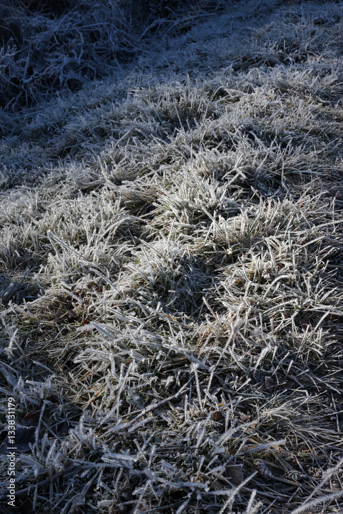 Givre sur de l'herbe Givre sur de l'herbe