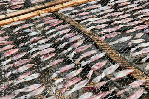 Squid drying in Thailand photo