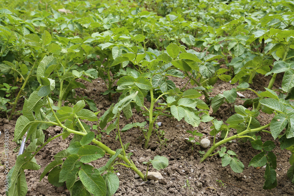 Pommes de terre Pommes de terre
