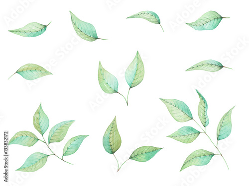 Hand painted watercolor leaves, isolated on white background © SquirrelStudio