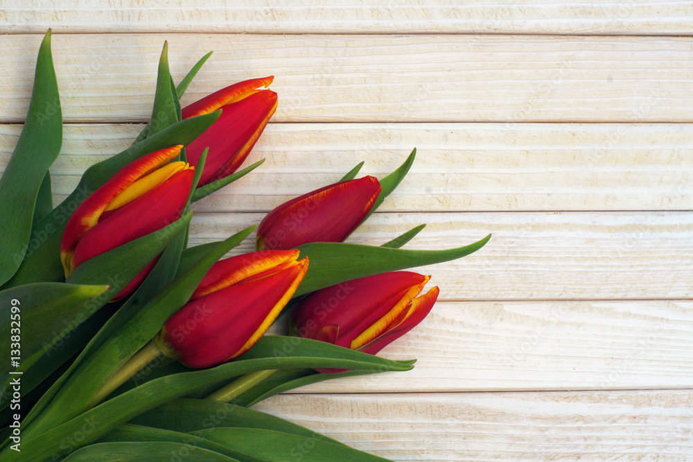 Beautiful red tulips on white wooden table - obrazy, fototapety, plakaty 
