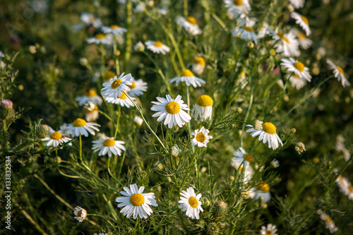 blooming beautiful Chamomile.