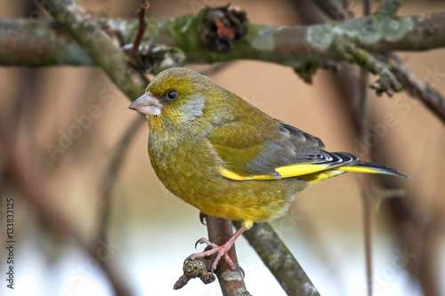 European greenfinch (Chloris chloris)