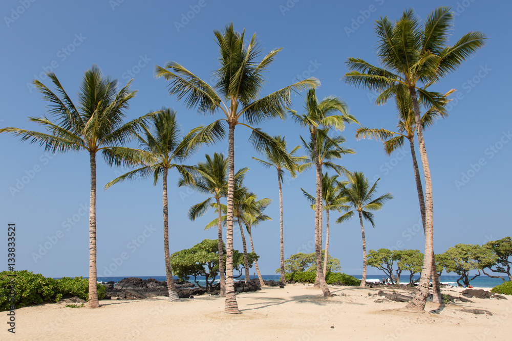 Obraz premium Palme, Hawaii, Big Island, Insel, Strand, Meer, Sonne, USA