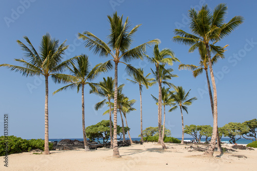 Palme, Hawaii, Big Island, Insel, Strand, Meer, Sonne, USA © ThoPics