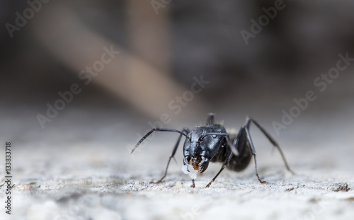 big forest ants on old wood