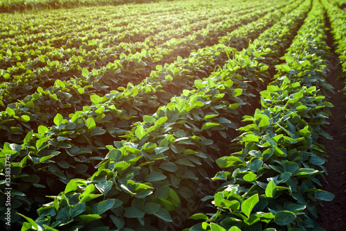 Rows of young soybean plants. photo