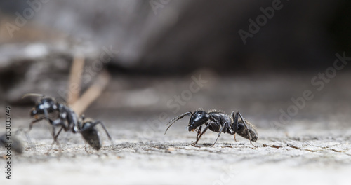 big forest ants on old wood © vadim_fl