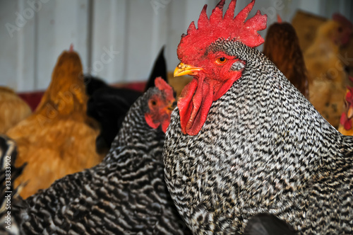 Flock of Chickens 