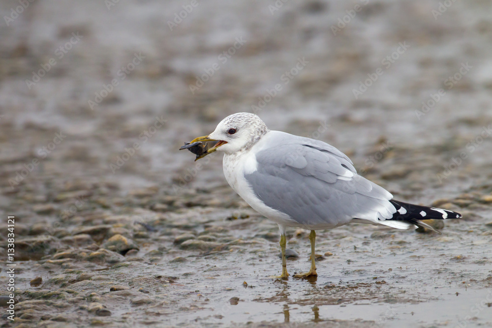 Common Gull Larus canus eating mussel on foreshore Winter Common Gull Larus canus eating mussel on foreshore Winter