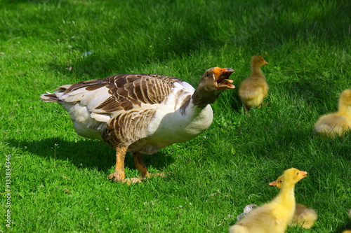 нападающий гусь