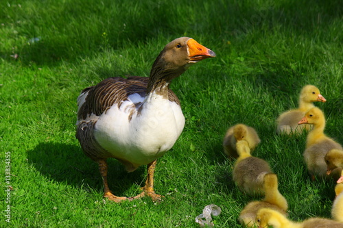 Семья птиц гусей