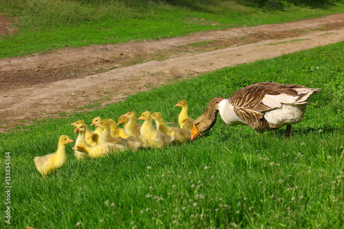 Гусь с гусятами на траве