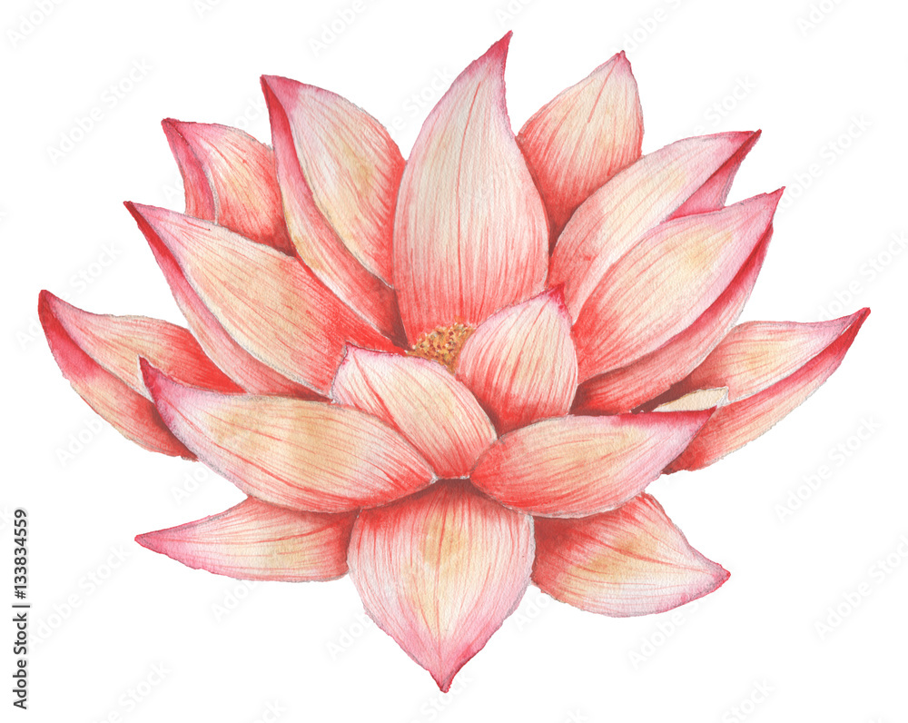 Hand painted watercolor red flower, isolated on white background Hand painted watercolor red flower, isolated on white background