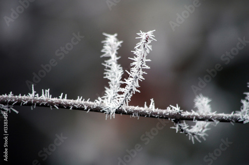 Winter white frost on tree branches and leaves