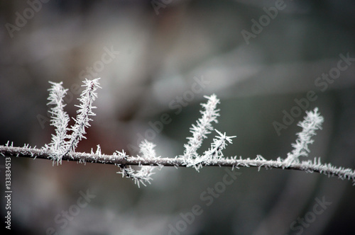 Winter white frost on tree branches and leaves © V-lab