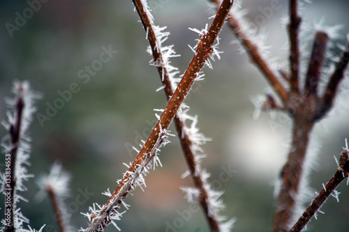 Winter white frost on tree branches and leaves