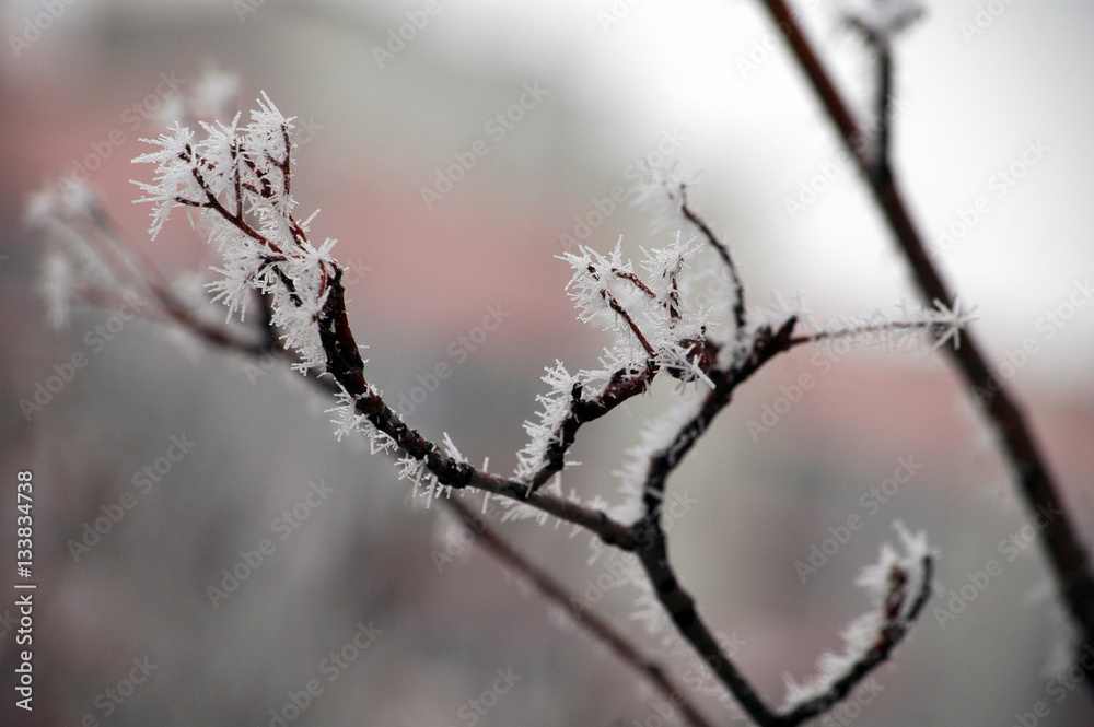 Winter white frost on tree branches and leaves Winter white frost on tree branches and leaves