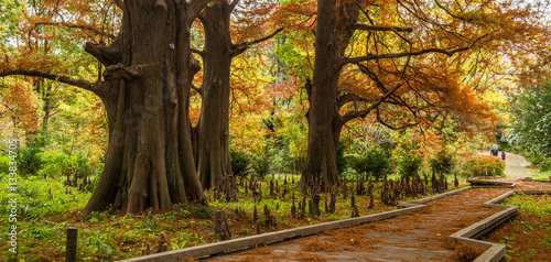 Japanese garden in Tokyo