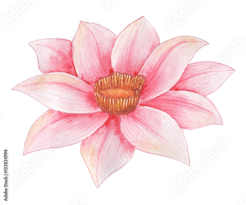 Hand painted watercolor pink flower  isolated on white background