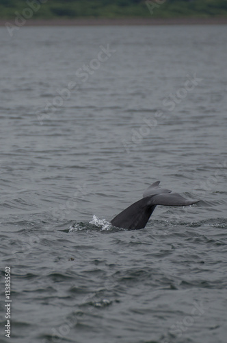 Dolfin's tail