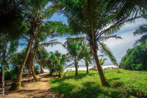 Fototapeta Naklejka Na Ścianę i Meble -  Palm Grove in Sri Lanka 