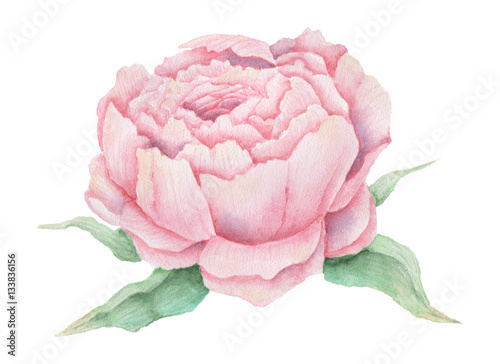 Hand painted watercolor pink flower, isolated on white background