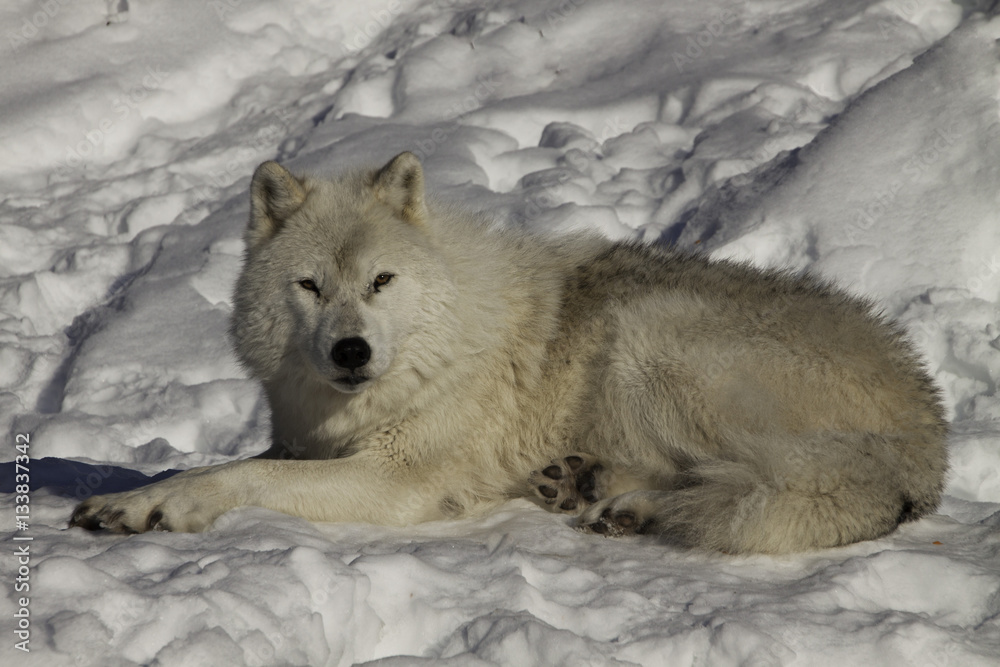 arctic wolf on snow