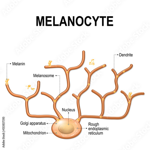 Melanocyte, melanin and melanogenesis. photo