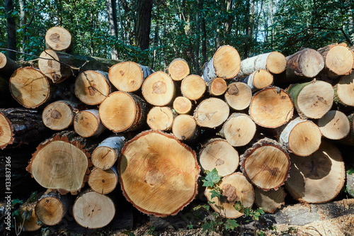 A pile of cut tree trunks in a forest in Poland.