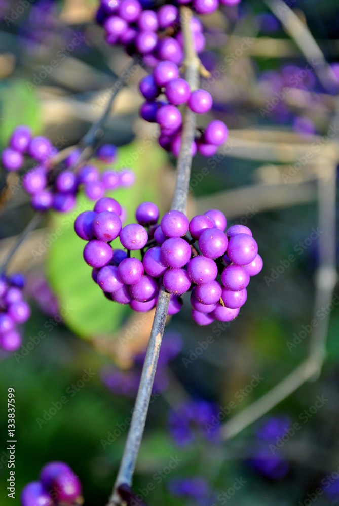 Pięknotka Bodiniera - Callicarpa bodinieri