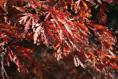 Klon japoński jesienią - Acer japonicum