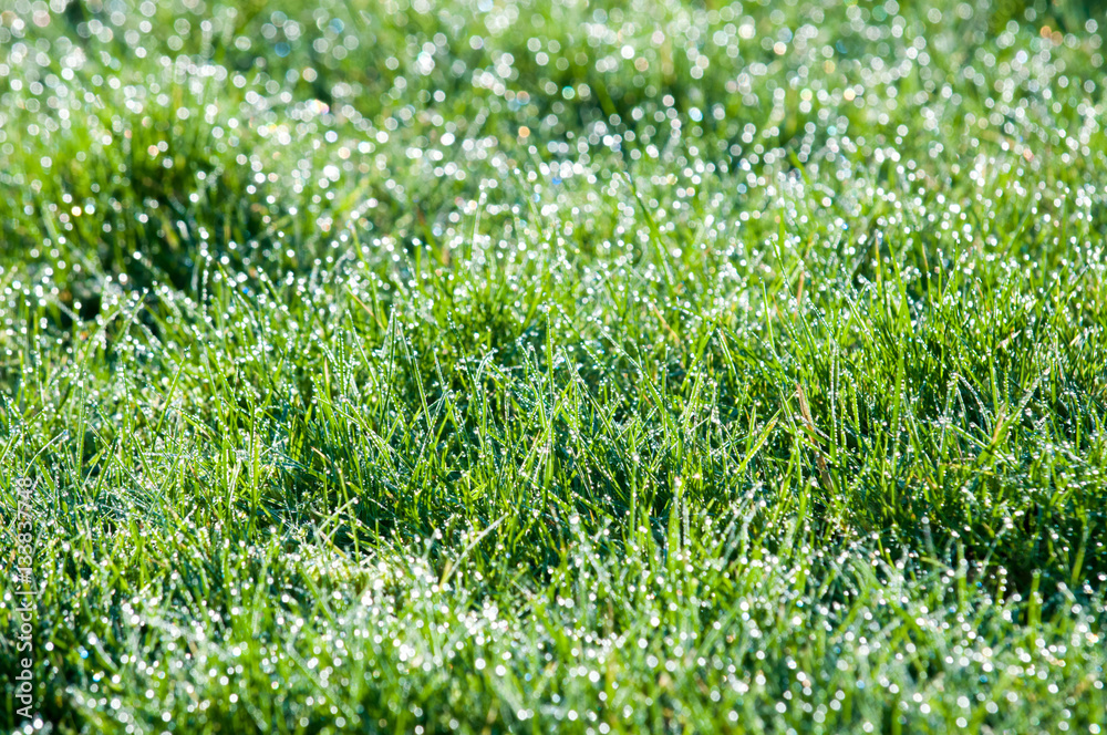 water droplets on grass, green grass with light bokeh from rain water droplets on grass, green grass with light bokeh from rain