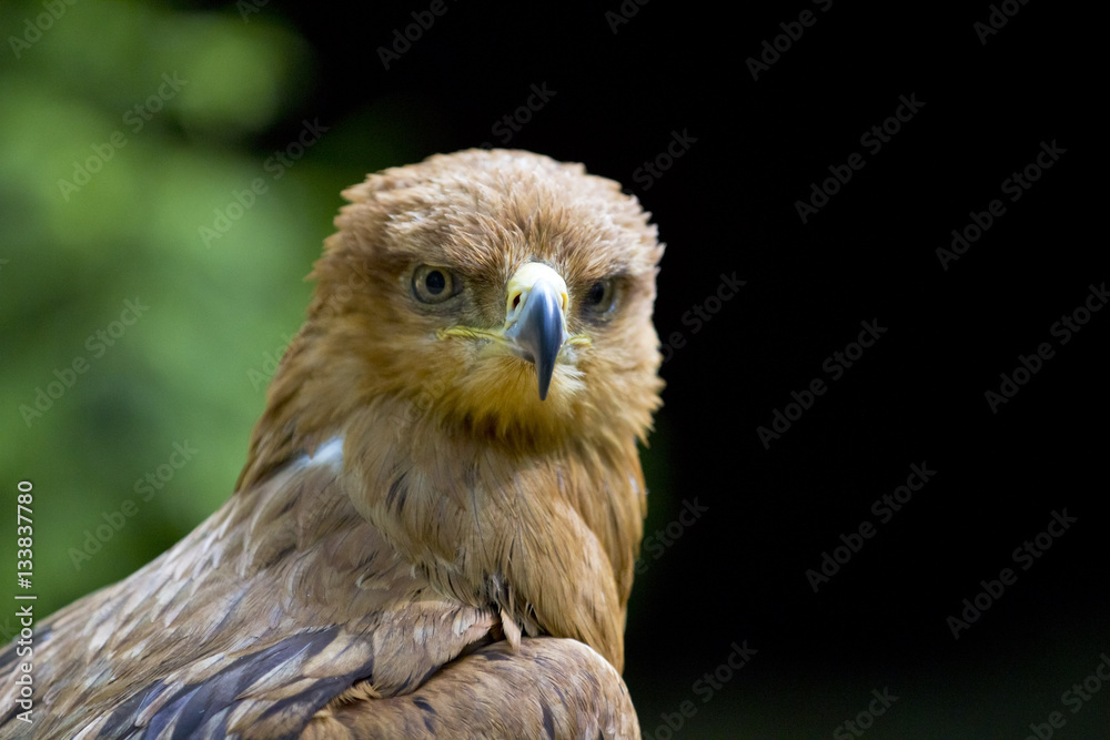 Águila Eagle seria mirada