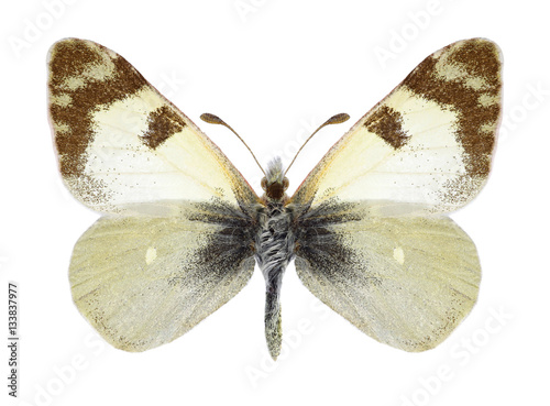 Butterfly Elphinstonia transcaspica on a white background photo