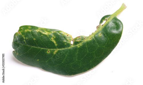 Signs of insect feeding on the leaf rhododendron
