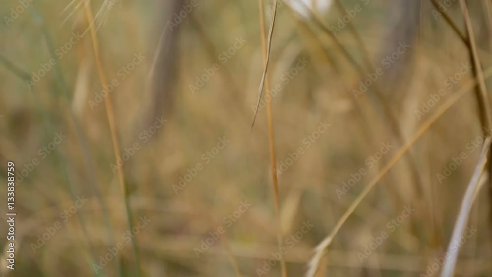 Extreme closeup shot of camera going through wheat field Extreme closeup shot of camera going through wheat field