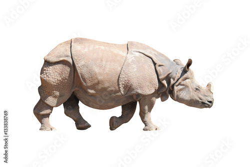 The Indian Rhinoceros (Rhinoceros unicornis). Animals isolated on white background. Object with clipping path. 