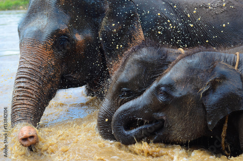 Baby Elefanten schwimmen mit Mutter im Fluss in Thailand