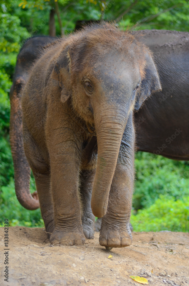 Fototapeta premium Kleiner Baby Elefant auf Wanderschaft in Thailand 