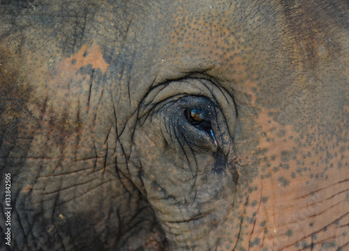 Dem Elefant ganz nah, Thailand